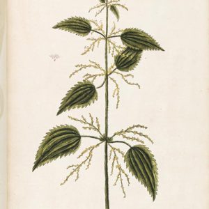 stingingnettle